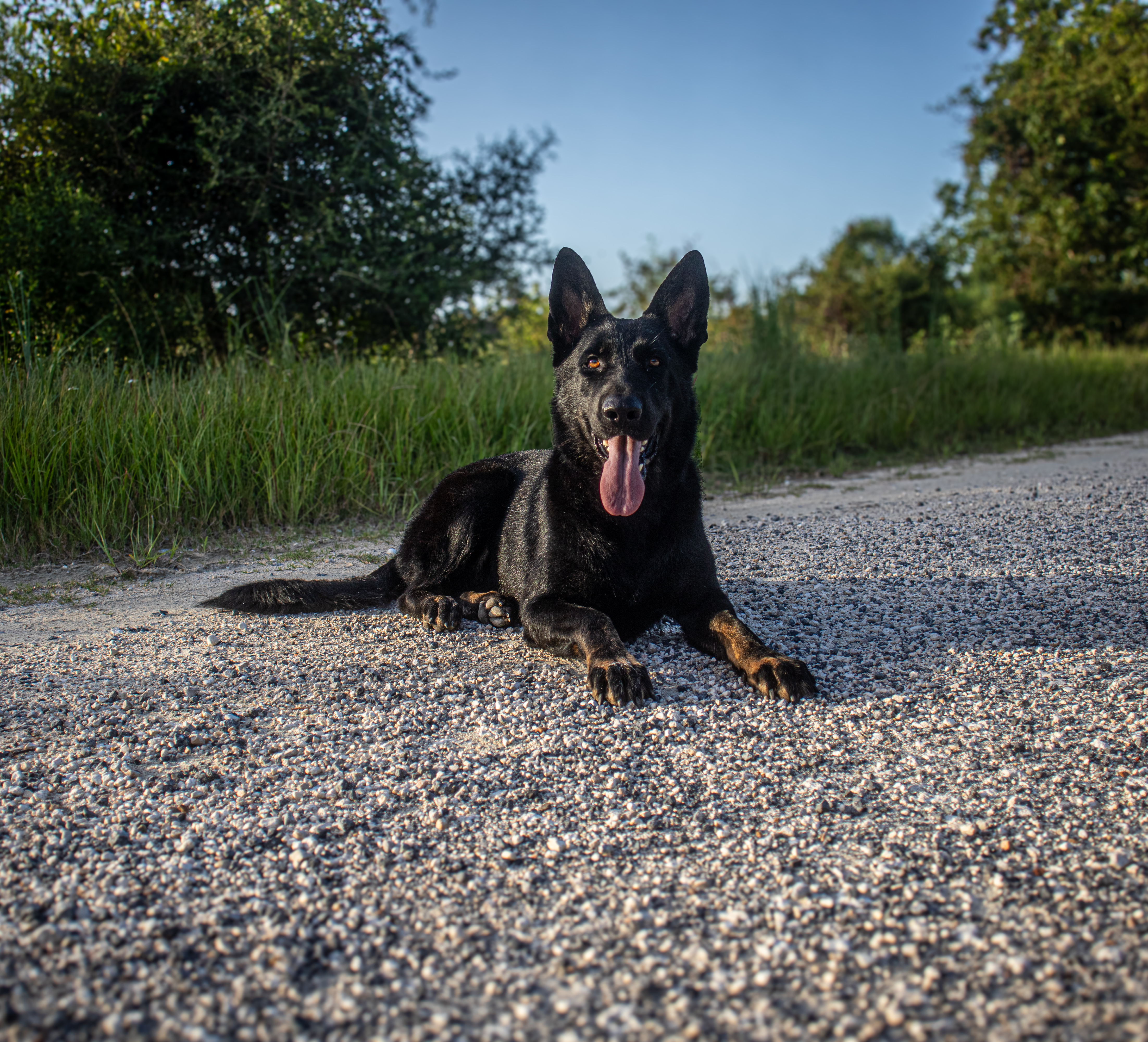 German Shepherd in training